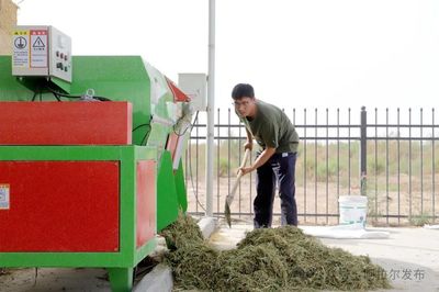 五團(tuán)沙河鎮(zhèn) 發(fā)展畜牧養(yǎng)殖業(yè) 繪就增收新畫卷