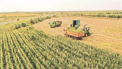 金秋沃野奏響豐收之歌——兵團(tuán)秋收工作全面展開(kāi)，畜牧漁業(yè)飼料銷(xiāo)售迎來(lái)旺季