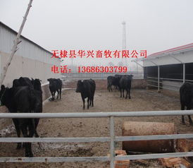 華興畜牧 專業福建廠家直銷渤海黑牛養殖與飼料一站式供貨商